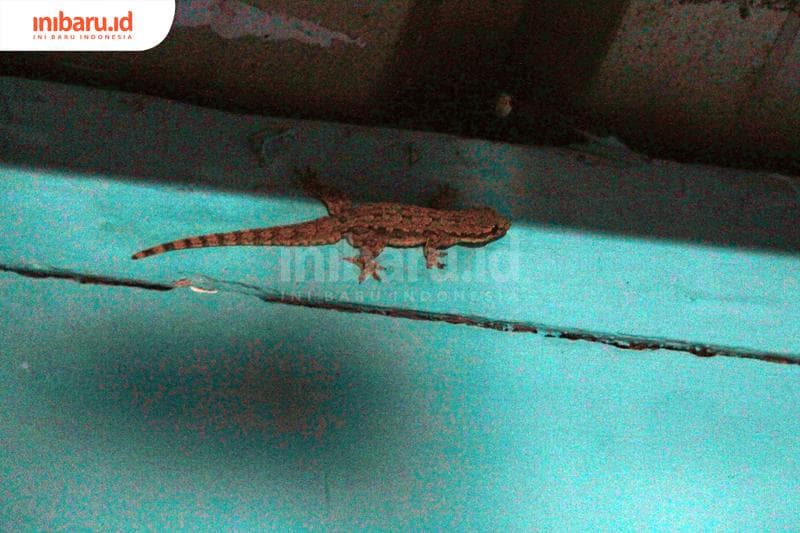 Kejatuhan cicak dipercaya bawa sial. (Inibaru.id/ Triawanda Tirta Aditya)