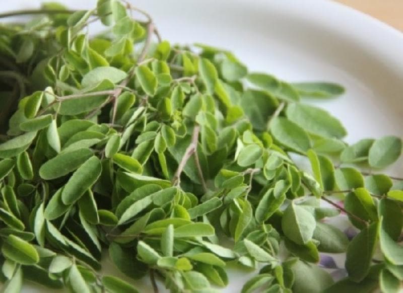 Daun kelor dipercaya dapat menangkal ilmu hitam termasuk mengeluarkan susuk. (Boldsky)