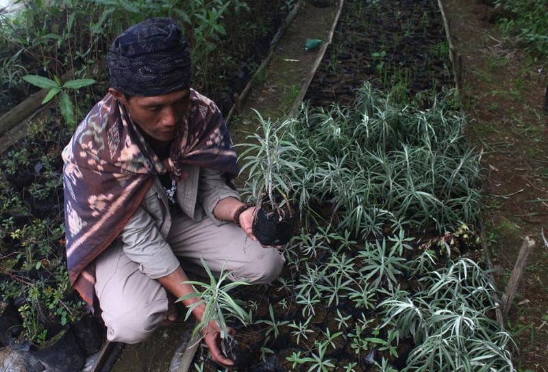 Pembudidayaan edelweis. (Kompas)