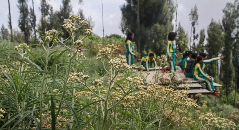 Di sini masyarakat membudidayakan edelweis. (Mongabay)