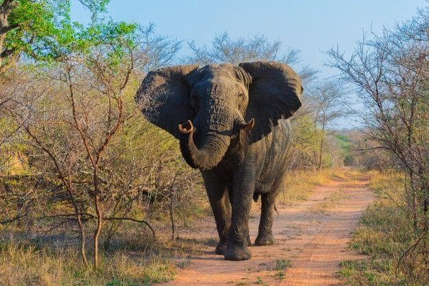 Gajah nggak melihatmu sebagai makhluk imut. (Freepik)