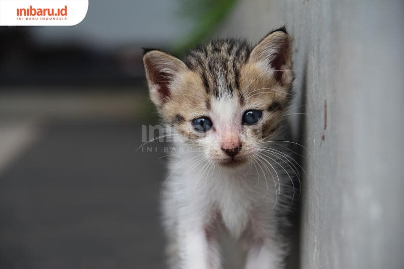 Kucing berharap kamu sepintar mereka. (Inibaru.id/ Triawanda Tirta Aditya)