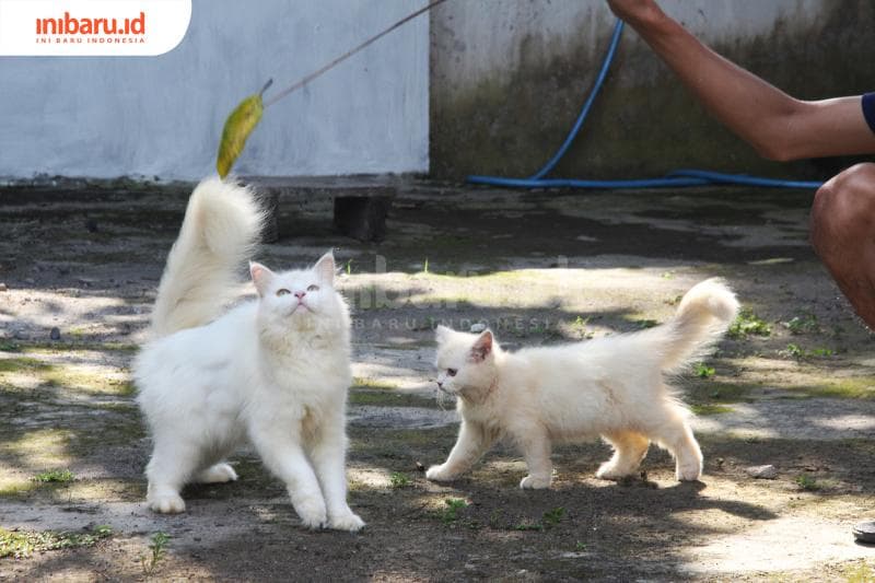 Kucing dipercaya mampu merasakan kehadiran hantu. (Inibaru.id/ Triawanda Tirta Aditya)