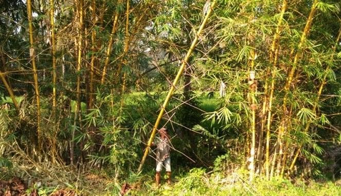 Ilustrasi: Bambu. (Bombastis)