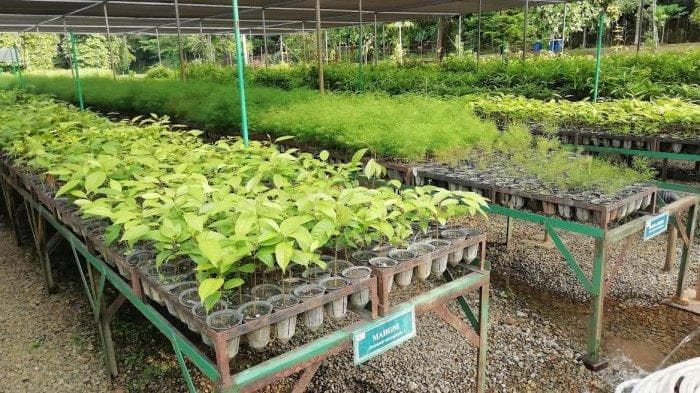Beberapa bibit tanaman berharga tinggi. (Tribunnews)