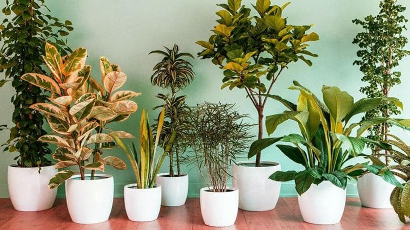 Ilustrasi tanaman. (Sunset)