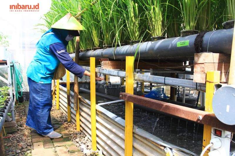 Pertanian hidroponik juga kian diminati. (Inibaru.id/ Triawanda Tirta Aditya)