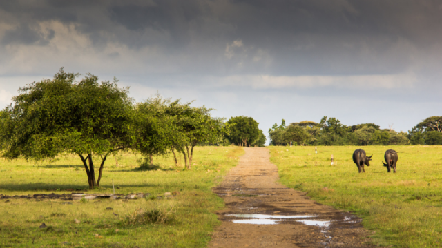 Taman Nasional Baluran. (Befreetour)