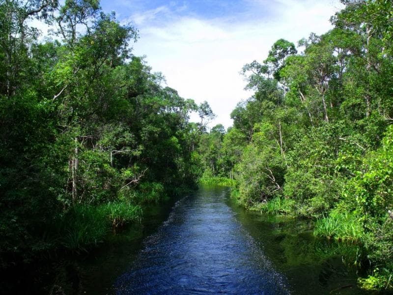 Tanjung Puting. (Trip terus)