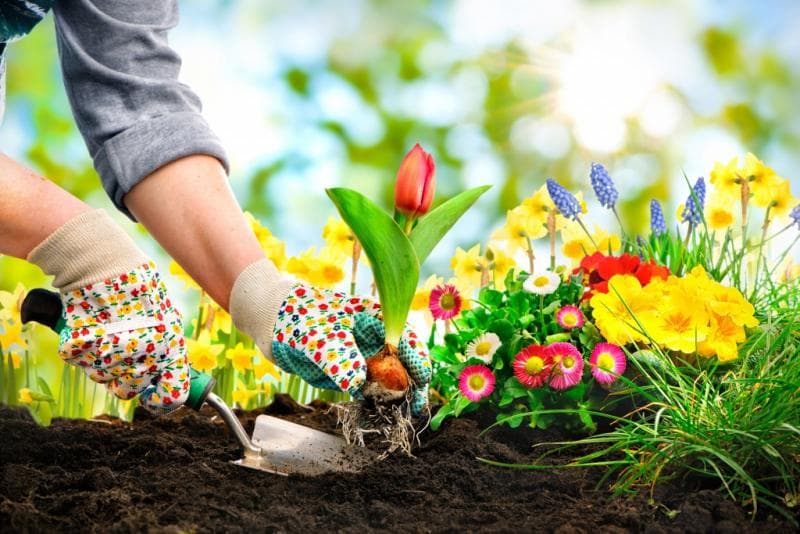 Berkebun dapat meningkatkan kesehatan tubuh dan mental. (Chadwicks.ie)<br>