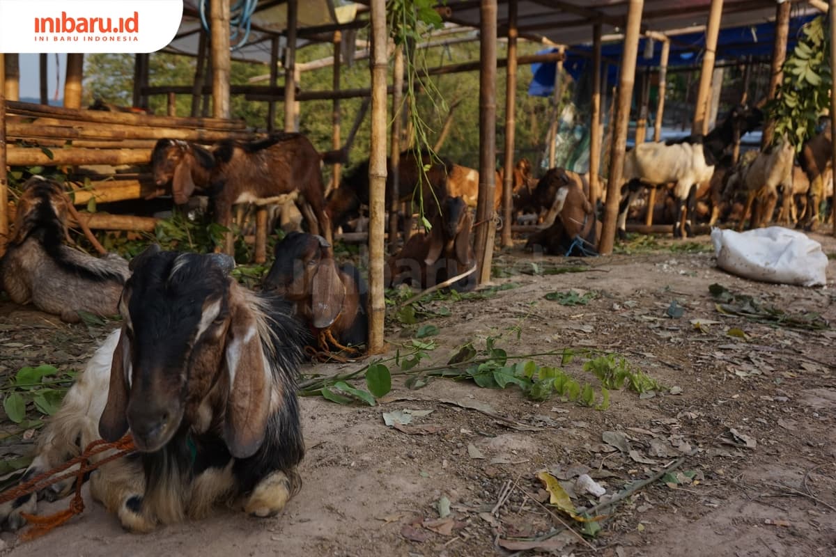 Menengok kesehatan hewan kurban di lapak dadakan. (Inibaru.id/ Ida Fitriyah)