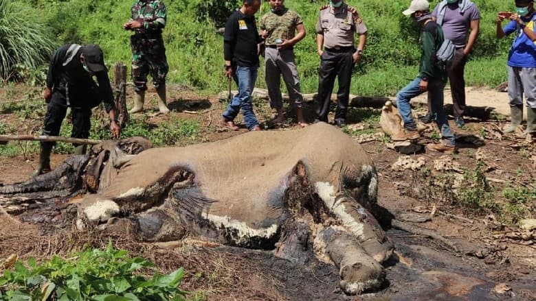 Gajah betina ini diperkirakan petugas telah mati lebih dari seminggu. (BKSDA)