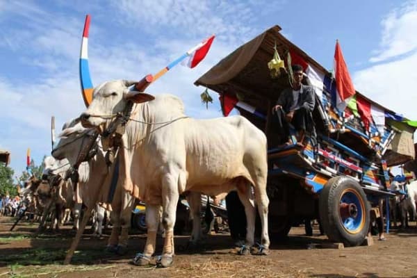 Festival Gerobak Sapi di Yogyakarta. (Festival Gerobak Sapi)