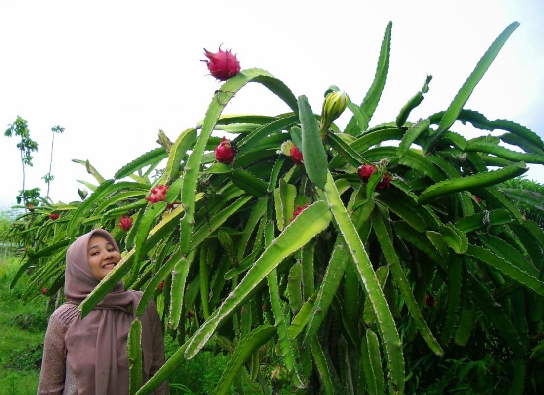 Kebun buah naga di Pantai Glagah. (Jogjatourmotor.blogspot)