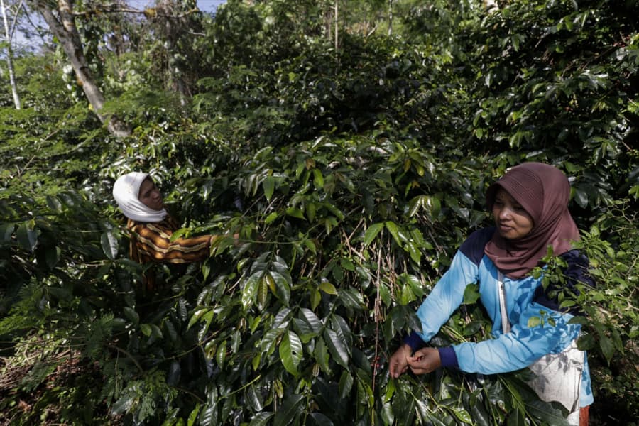 Petani kopi di Takengon. (Katadata.co.id)