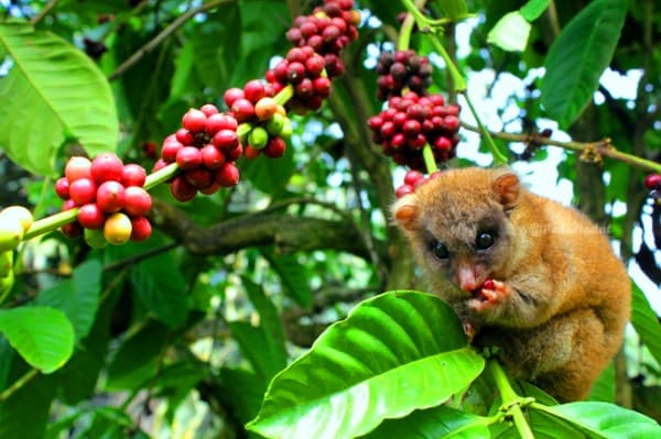 Kopi Toratima salah satu kopi di Sulawesi Tengah. (Karsa Institute)