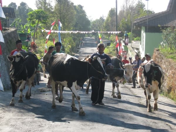 Sapi-Sapi Pun Turut Berlebaran di Boyolali