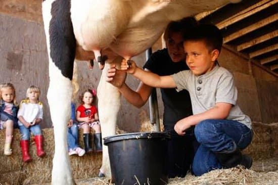 Memerah susu sapi di peternakan (tripadvisor.co.uk)
