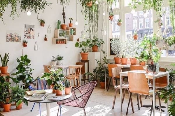 Ilustrasi tanaman dalam ruangan. (Decodesainrumah)