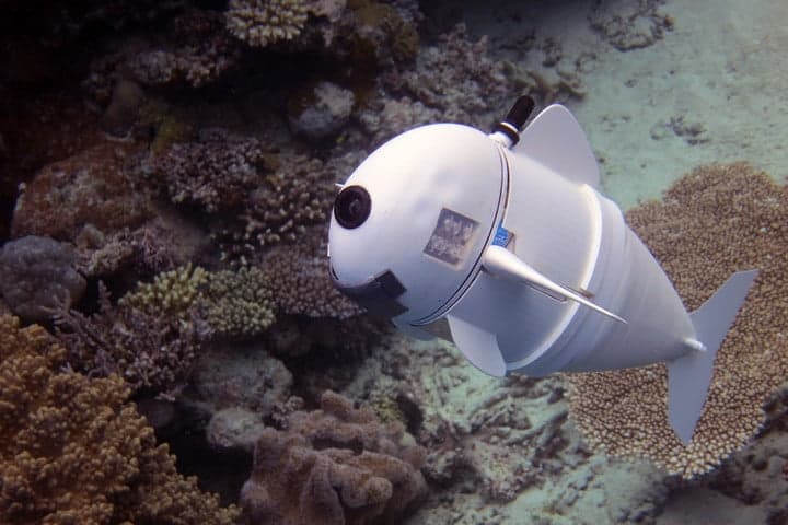 SoFi, Robot Ikan Ciptaan MIT yang Mirip Aslinya