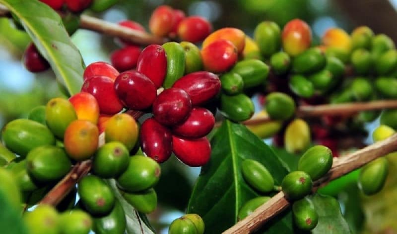 Buah kopi liberika yang terlihat lebih besar dibanding jenis kopi lainnya. (Komoditas.co.id)