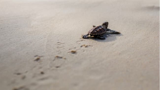Penyu di pesisir Paloh. (Cnnindonesia.com)