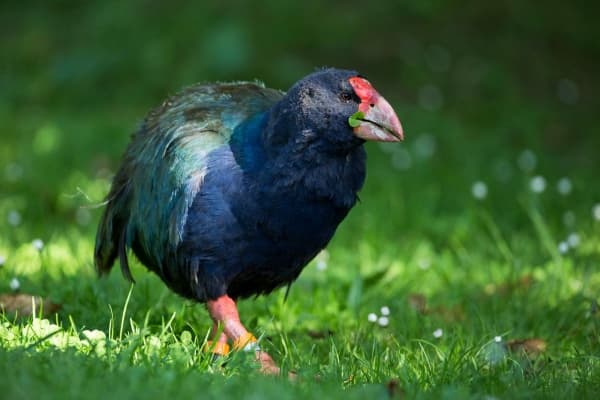 Burung Takahe. (nzbirdsonline.org.nz)