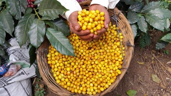 Kopi Yellow Caturra. (Klinikkopi.com)