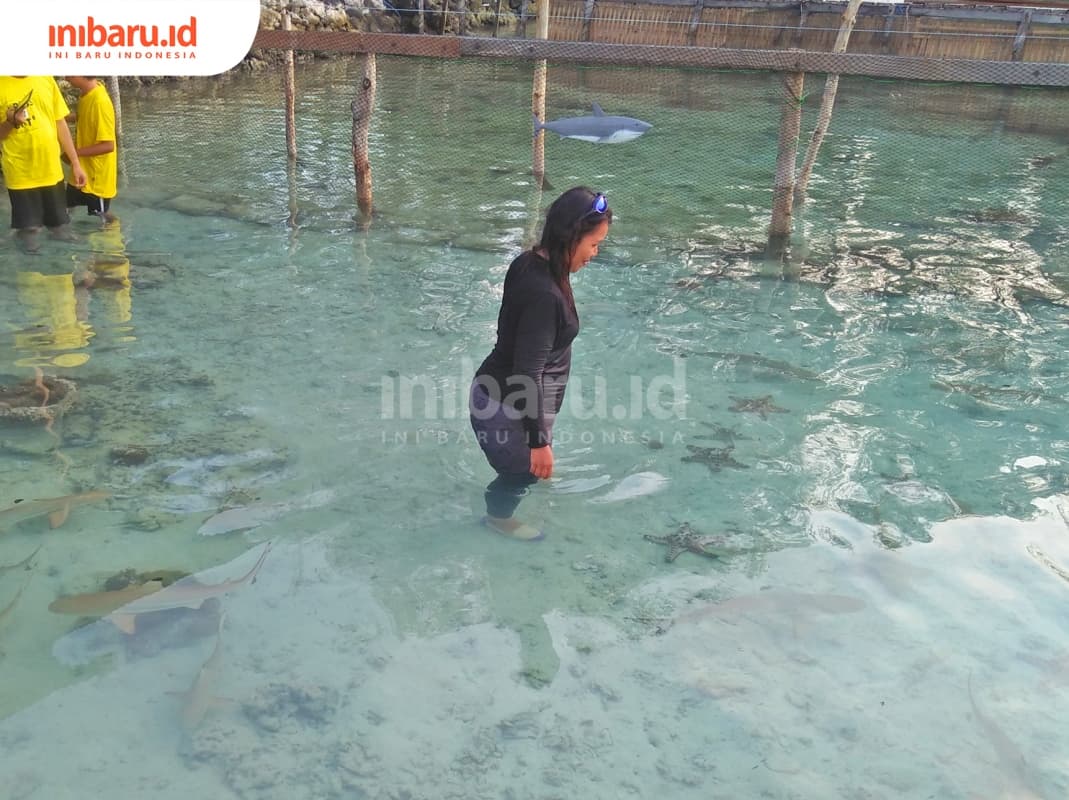 Bikin Deg-degan, Berenang Bareng Hiu di Pulau Menjangan Besar Karimun Jawa
