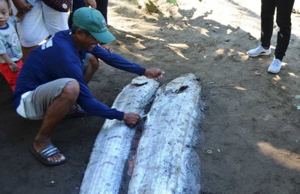 Oarfish. (nationalgeographic)
