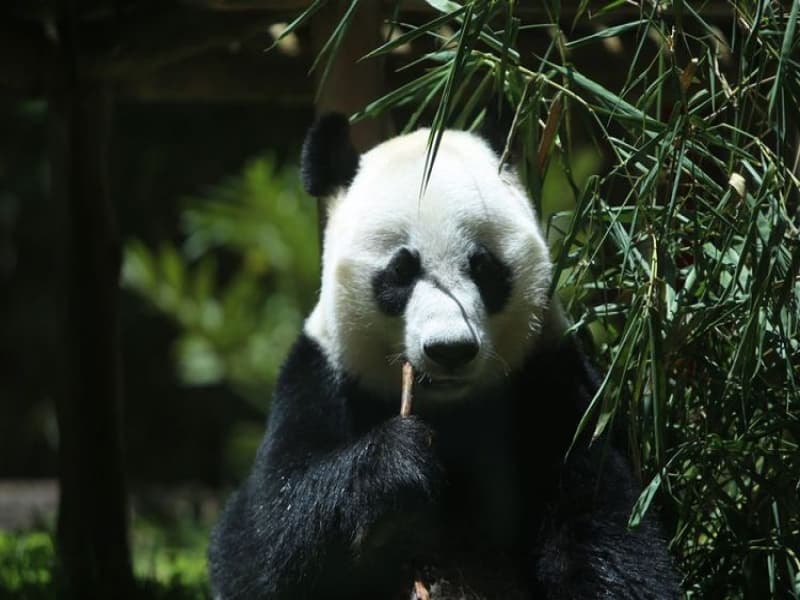 Sejumlah pengunjung menyaksikan seekor panda asal Tiongkok yang diperlihatkan seusai proses karantina di Istana Panda Indonesia, Taman Safari Indonesia Bogor, Rabu (1/11/2017). (Kompas.com/Andreas Lukas Altobeli)