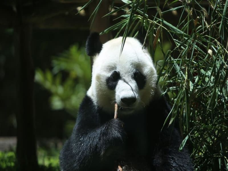 Yuk, Lihat Panda di Taman Safari Indonesia!