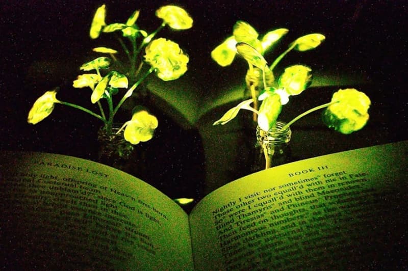 Sebatang tanaman dibuat bercahaya saat gelap sehingga bisa dijadikan lampu meja. (Inhabitat.com)