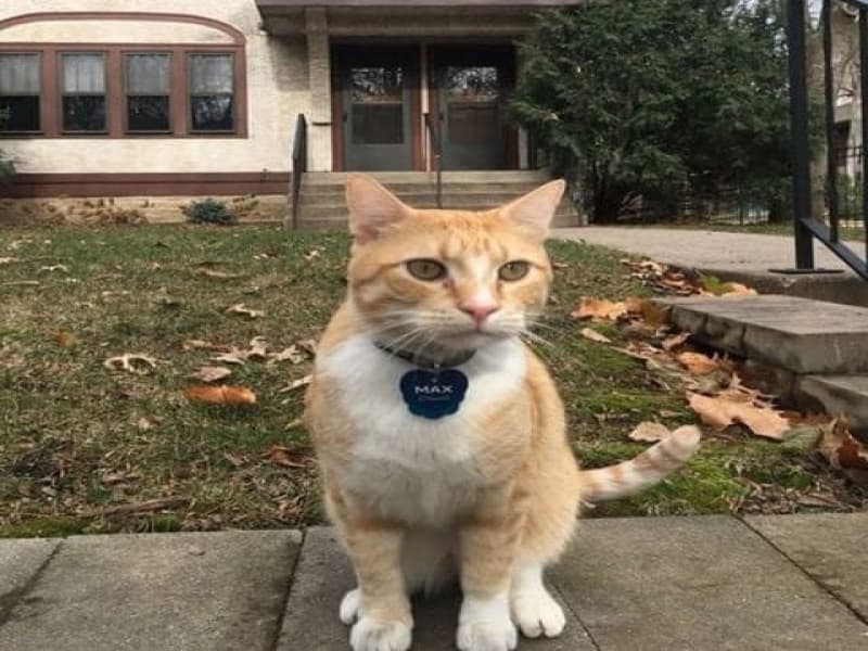 Kucing Juga Bisa Punya Kartu Perpustakaan