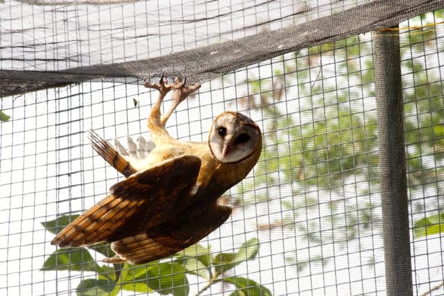 Burung hantu (Tyto alba) sedang dikarantina (mongabay.co.id)