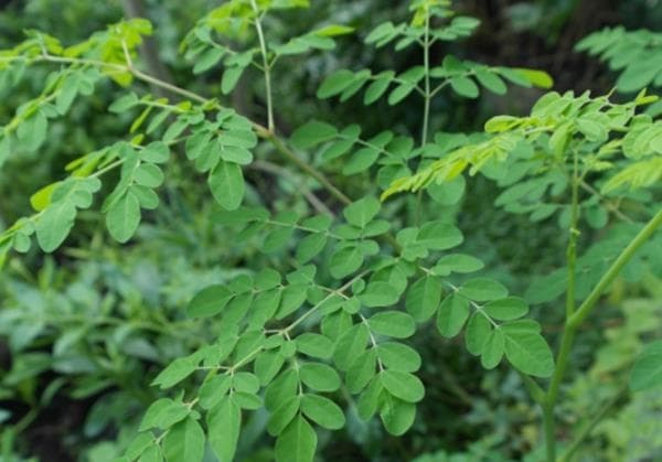 The Miracle Tree Bernama Daun Kelor