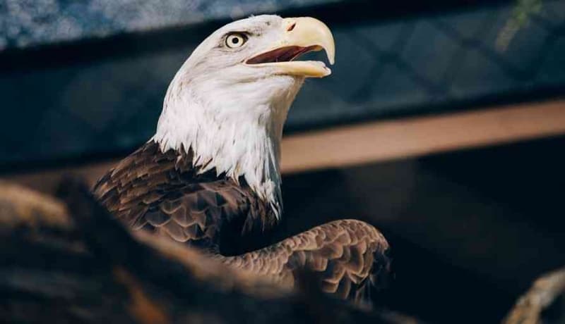 Lestarikan Elang Brontok! 