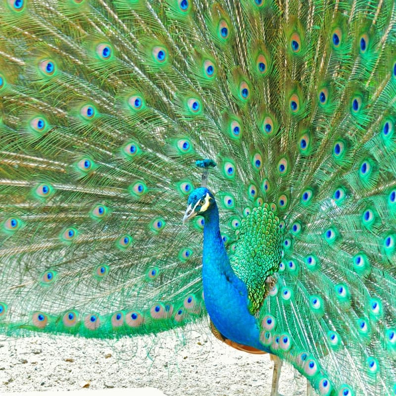 Burung Merak Hijau (ahloo.com)