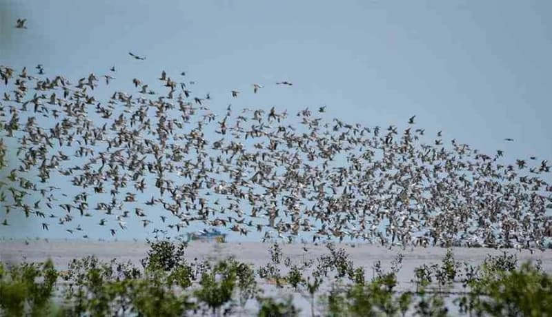 Burung Migran di Pantai Cemara (Trubus.id)