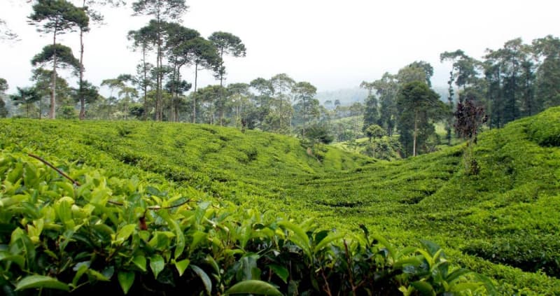 Kebun teh Pagilaran. (Wisatajateng.com)