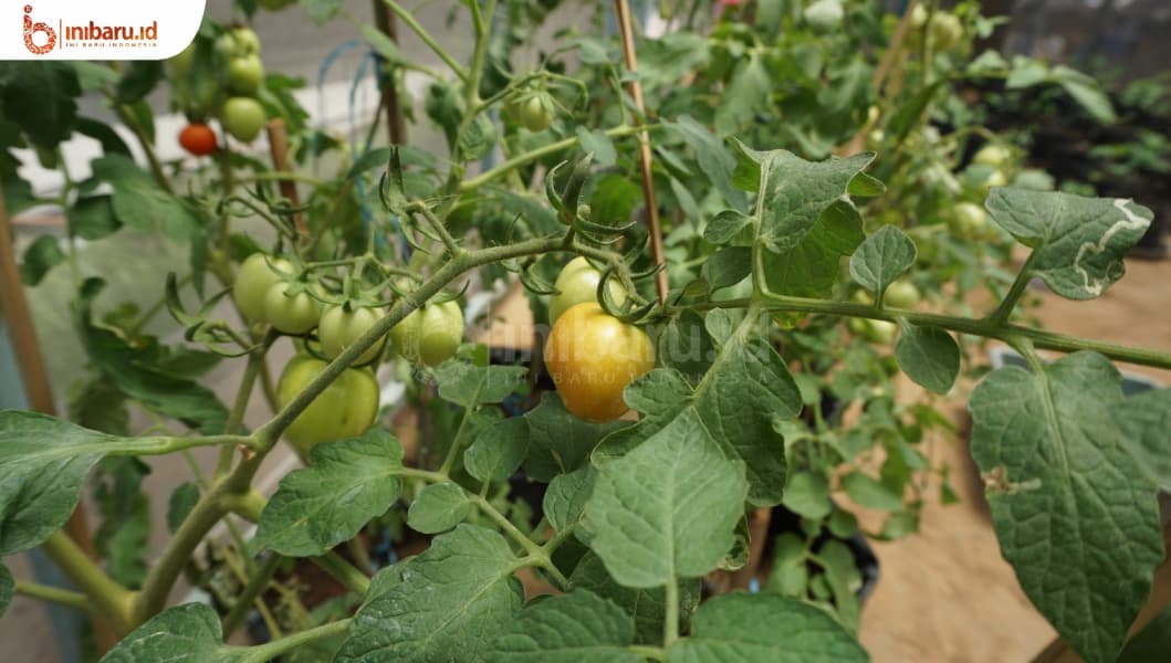 Berkebun di sekitar rumah. (Inibaru.id/Ayu S Irawati) 