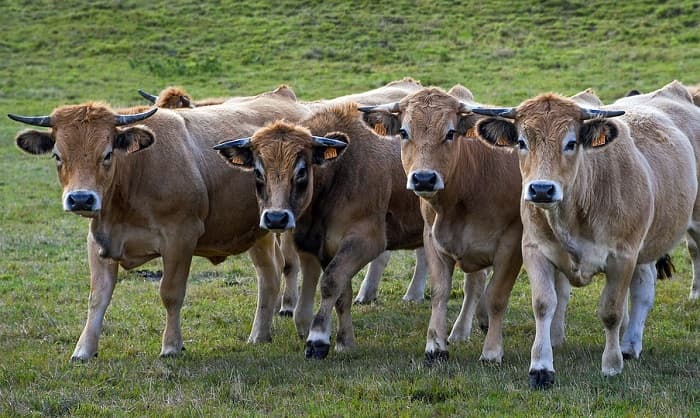 Sapi merupakan salah satu jenis hewan yang bisa dikurbankan. (healtholino.com)