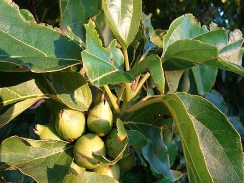 Kokoleceran (Vatica bantamensis). (indonesiakehati.com)