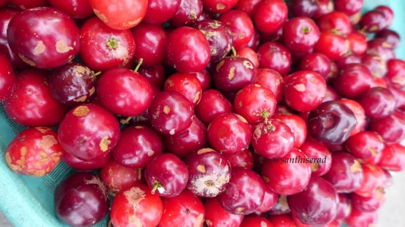 Lobi-Lobi, Kecil-Kecil Banyak Khasiat