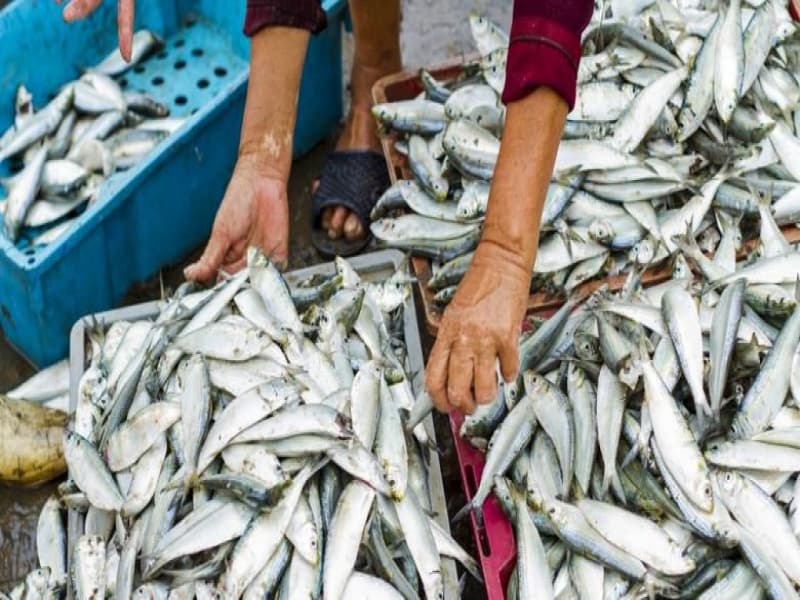 Ikan sarden (Thinkstock/Kompas.com)