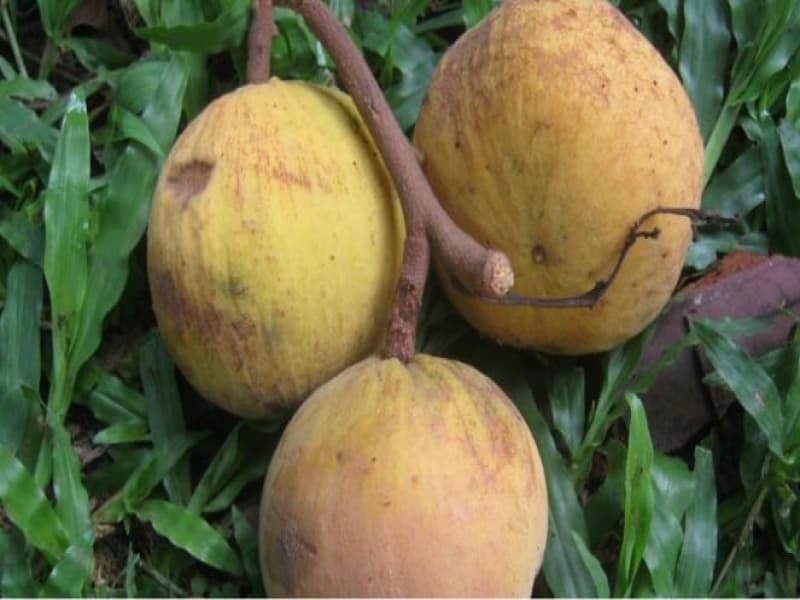 Cari dan Santaplah Kecapi, lalu Rasakan Khasiatnya