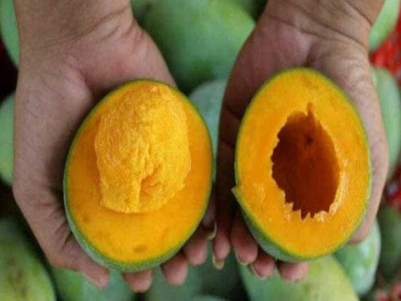 Mangga Avocado: Hasil Persilangan Tiga Induk