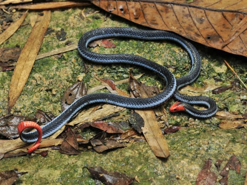 Ular cabe merah (Calliophis bivirgata). (ularindonesian.blogspot.com)