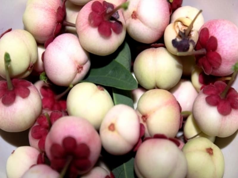 Manggis “Bersolek” yang Semakin  Langka