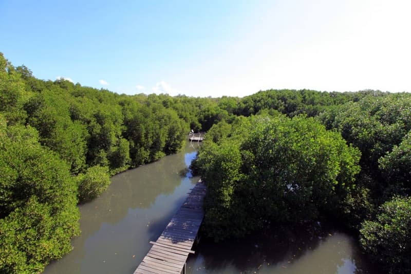 Wisata Mangrove di Bali (balidirections.com)